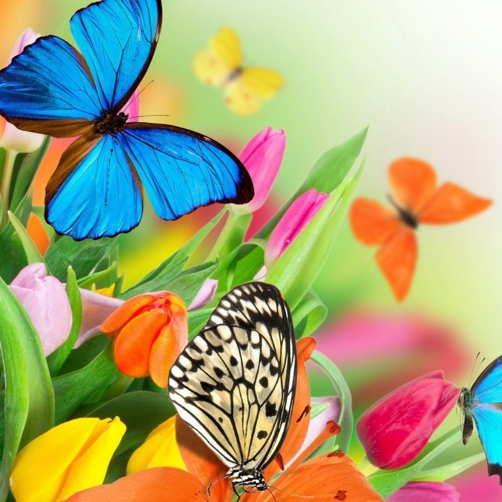 🦋Fly Like A Butterfly!🦋